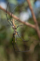 Golden orb weaving spider (Nephila pilipes) pair, male tiny in comparison to female. Far North Queensland, Australia