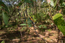 Golden orb weaving spider (Nephila pilipes) pair, male tiny in comparison to female. Far North Queensland, Australia