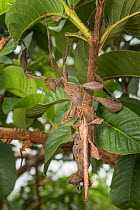 Spiny leaf insect (Extatosoma tiaratum) pair mating. Far North Queensland, Australia.