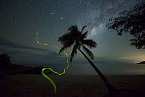 Firefly (Lampyridae) trails on beach at night, Palm tree silhouetted against milky way. Oak Beach, Port Douglas, Far North Queensland, Australia. 2016.