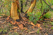 Eucalypt (Eucalypteae) trees damaged by bush fire, epicormic growth from roots and trunks. Blue Mountains, New South Wales, Australia. February 2020.