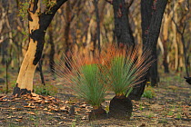 Grass tree (Xanthorrhoea sp) regrowth on burnt stumps in Eucalypt (Eucalypteae) forest damaged by bush fire. Blue Mountains, New South Wales, Australia. February 2020.