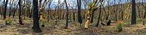 Eucalypt (Eucalypteae) forest with Grass trees (Xanthorrhoea sp) damaged by bush fire, Eucalypts with epicormic growth. Blue Mountains, New South Wales, Australia. February 2020.