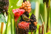 Magnificent sunbird (Aethopyga magnifica) female perched on flower. Negros Occidental, Philippines.
