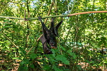 Golden-crowned flying fox (Acerodon jubatus) orphan which fell from roosting colony, hanging from branch. Mambukal Resort, Negros Occidental, Philippines. Captive.
