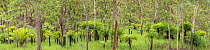 Cycad (Cycas media) growing amongst trees. Far North Queensland, Australia.