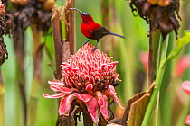 Magnificent sunbird (Aethopyga magnifica) male perched on flower. Bacolod, Negros Occidental, Philippines.