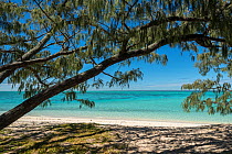 Whistling pine (Casuarina equisetifolia) tree on beach. Heron Island, Southern Great Barrier Reef, Queensland, Australia. 2016.
