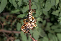 Brown tree snake (Boiga irregularis) coiled around Microbat (Microchiroptera sp). Undara Cave, Cairns, Queensland, Australia.