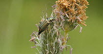 Green malachite beetle (Malachius bipustulatus) feeding on grass pollen, Finemere Wood, Buckinghamshire, UK, May. Macro.