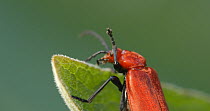 Red-headed cardinal beetle (Pyrochroa serraticornis) cleaning antennae and legs, Ashridge Estate, Hertfordshire, UK, May.