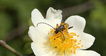 Spotted longhorm beetle (Rutpela maculata) feeding on field rose (Rosa arvensis) flower, Finemere Wood, Buckinghamshire, UK, June.
