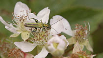 Male Thick-legged flower beetle (Oedemera nobilis) feeding on bramble flowers, Finemere Wood, Buckinghamshire, UK, July.