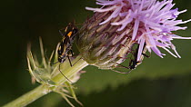 Two Mirid bugs (Grypocoris stysi) interacting on thistle flower, Finemere Wood, Buckinghamshire, UK, July.