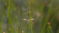 Crane flies (Tipula sp.) mating on a grass stem, Rushbed Woods, Buckinghamshire, UK, July.