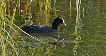 Coot (Fulica atra) swimming then diving to retrieve fresh reed growth, Buckinghamshire, UK, July.