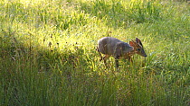 Male Muntjac deer (Muntiacus reevesi) walkling through grass, searching for scent of other deer, Rushbed Woods, Buckinghamshire, UK, July.