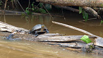 Yellow-spotted Amazon River Turtle (Podocnemis unifilis) basking on log in river, with another trying to climb on, Rio Tiputini, Orellana province, Ecuador.