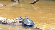 Yellow-spotted Amazon River Turtle (Podocnemis unifilis) basking on log in river, while being bothered by a butterfly in search of salt secreted by the turtles nostrils, Rio Tiputini, Orellana provinc...