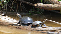 Yellow-spotted Amazon River Turtles (Podocnemis unifilis) pair basking on log in river, one yawns and the other dives into the water, Rio Tiputini, Orellana province, Ecuador.