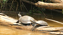 Yellow-spotted Amazon River Turtles (Podocnemis unifilis) pair basking on a log while butterflies fly around them seeking salt secreted by the turtles nostrils, one turtle dives into the river, Orella...