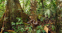 Revealing shot of Green anaconda (Eunectes murinus) juvenile on tree trunk in rainforest, near the Rio Tiputini, Amazon rainforest, Ecuador.