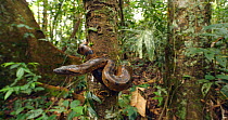 Green anaconda (Eunectes murinus) juvenile on tree trunk in rainforest, near the Rio Tiputini, Amazon rainforest, Ecuador.