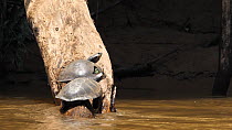 Slow motion clip of two Yellow-spotted Amazon River Turtle (Podocnemis unifilis) basking on log in river while butterflies fly around them, seeking salt secreted by the turtles nostrils, one turtle di...