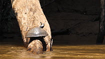Slow motion clip of Yellow-spotted Amazon River Turtle (Podocnemis unifilis) basking on log before diving into river with a butterfly on its head, butterfly flies away as the turtle hits the water, Ri...