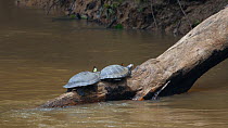 Slow motion clip of two Yellow-spotted Amazon River Turtle (Podocnemis unifilis) basking on log in river while butterflies fly around them as they seek salt secreted by the turtles nostrils, Rio Tiput...