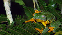 Male Fringed leaf frog (Cruziohyla craspedopus) calling while sitting on a fern leaf in understory of lowland tropical rainforest, Napo province, Ecuador, May.