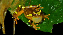 Male Sarayacu treefrog (Dendropsophus sarayacuensis) calling in rainforest understory, Napo province, Ecuador.