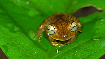 Portrait of male Tetete treefrog (Boana tetete) calling in the rainforest understory, Napo province, Ecuador. A rare species known only from few sites in the Amazon basin of Ecuador and Peru, IUCN vul...