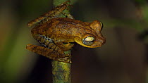 Male Tetete treefrog (Boana tetete) calling in the rainforest understory, Napo province, Ecuador. A rare species known only from few sites in the Amazon basin of Ecuador and Peru, IUCN vulnerable spec...