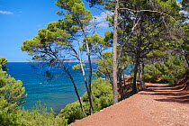Hiking trail / cycle path through coastal woodland of Aleppo pine trees (Pinus halepensis), near Banyalbufar, Mallorca north coast, August 2018.