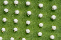 Angel wings / Polka-Dot cactus (Opuntia microdasys albispina), a Mexican species, close up of spine clusters, Botanicactus Botanic Gardens, See Salines, Mallorca, August.