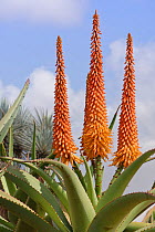 Bitter Aloe / Cape Aloe (Aloe xerox) flowering at Botanicactus Botanic Gardens, Ses Salines, Mallorca, August.