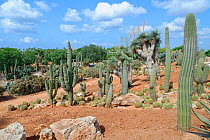 Saguaro cacti (Carnegiea gigantea), Golden barrel cacti (Echinocactus grusonii) and tall Yucca plants (Yucca guatalmensis), at the Botanicactus Botanic Gardens, Ses Salines, Mallorca, August.