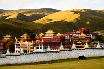 Yak (Bos grunniens) grazing beside wall of Ganden Thubchen Choekhorling Monastery, mountains in background. Litang, Garze Tibetan Autonomous Prefecture, Sichuan, China. October 2016.