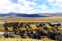 Yak (Bos grunniens) herd on plain beside river, mountains in background. Near Litang, Kham, Garze Tibetan Autonomous Prefecture, Sichuan, China. October 2016.