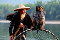 Cormorant (Phalacrocorax carbo sinensis) resting on net, domesticated bird used to catch fish. Traditional Chinese fisherman in background. Li River, Yangshuo, Guanxi, China. 2016.