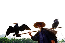 Traditional Chinese fisherman with two domesticated Cormorants (Phalacrocorax carbo sinensis), one drying wings; birdsare used to catch fish. Li River, Yangshuo, Guanxi, China. 2016.