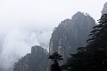 Conifers on peaks of Huangshan Mountains, in fog. Anhui Province, China. 2016.