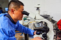 Chinese veterinarian, from the Chengdu Giant Panda Breeding Centre, at the French zoo surgery station, analysing the collected sperm from male panda, Yuan Zi, before insemination of the female panda (...