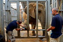 Keepers cleaning the foot of an African elephant (Loxodonta africana), Beauval Zoo, Saint-Aignan, France.