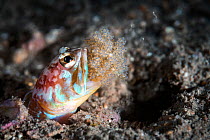 Jawfish (Opistognathus iyonis) male mouth brooding eggs, which are hatching with juveniles swimming away. Yamaguchi Prefecture, Honshu, Japan. July.