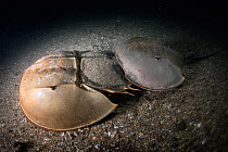 Tri-spine horseshoe crab (Tachypleus tridentatus) pair walking across sea floor at night. Female searching for location to spawn, male clasped onto rear of female to fertilise eggs once deposited. Yam...