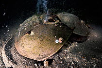 Tri-spine horseshoe crab (Tachypleus tridentatus) pair on sea floor at night. Female digging before depositing eggs, disturbance releases air bubbles from substrate. Male clasped onto rear of female w...