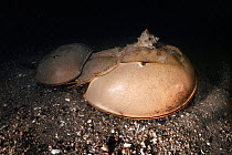 Tri-spine horseshoe crab (Tachypleus tridentatus) pair walking across sea floor at night. Female searching for location to spawn, male clasped onto rear of female to fertilise eggs once deposited. Sna...