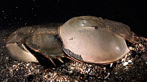 Tri-spine horseshoe crab (Tachypleus tridentatus) pair on sea floor at night. Male clasped onto rear of female, male fertilising eggs female has deposited in substrate. Yamaguchi Prefecture, Honshu, J...